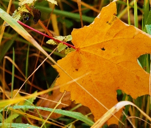 Jesienny, Trawa, Liść