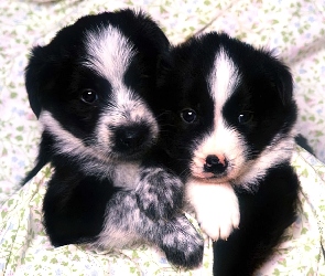 Czarne, Border Collie, Pieski, Małe, Biało