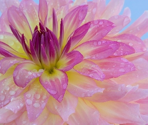 Liliowa, Dalia