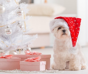 Pies, Prezenty, Świąteczne, Choinka, Maltańczyk