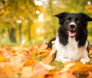 Jesień, Border Collie, Pies