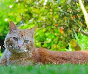 Kot, Trawa, Rudy
