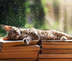 Książki, Kot
