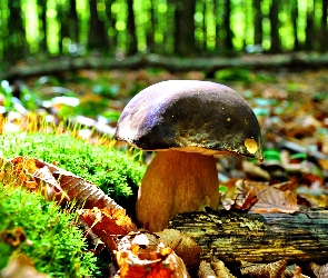 Jesień, Las, Grzyb, Ściółka