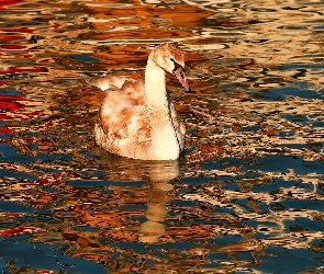 Fale, Jesień, Łabędź, Jezioro