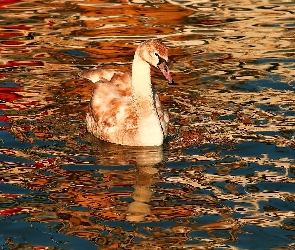 Łabędź, Fale, Jesień, Jezioro