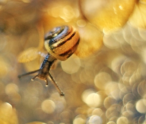 Ślimak, Bokeh, Rośliny, Suche