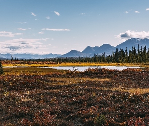 Góry, Alaska, Lasy, Jezioro