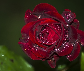Kwiat, Krople, Bordowa Róża