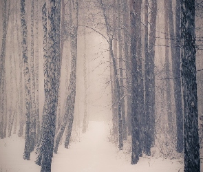 Zima, Drzewa, Las, Śnieg