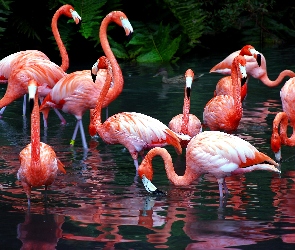 Flamingi, Staw