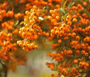 Owoce, Pomarańczowe, Ognik Szkarłatny, Krzew