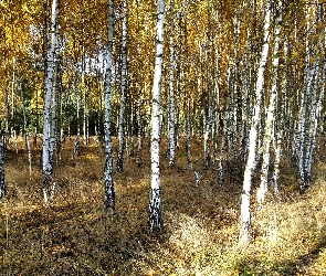 Las, Brzozy, Jesień
