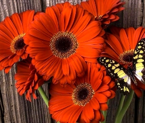 Motylek, Gerbery, Kwiaty, Czerwone