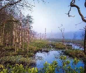 Mgła, Bagna