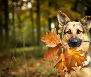 Pies, Liść, Jesienny, Klonowy, Owczarek