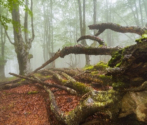 Las, Korzenie