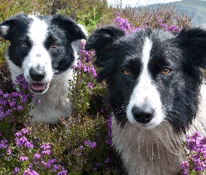 Kwiaty, Border Collie, Dwa, Psy