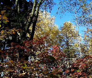 Jesień, Drzewa