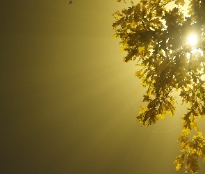 Przebijające Światło, Drzewo