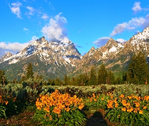 Stany Zjednoczone, Park Narodowy Grand Teton, Kwiaty, Las, Łąka, Góry Teton Range