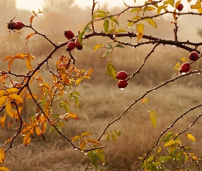 Gałązka, Dzika Róża, Rosa, Owoce, Krople, Czerwone