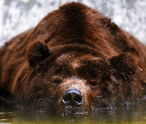 Woda, Niedźwiedź