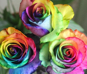 Kolorowe, Kwiaty, Róże