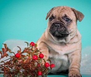 Słodki, Szczeniak, Mops