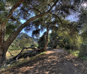 Góry, Kalifornia, Malibu, Las, Droga