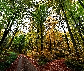 Rozwidlenie Drogi, Jesień, Las
