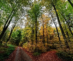 Las, Jesień, Rozwidlenie Drogi