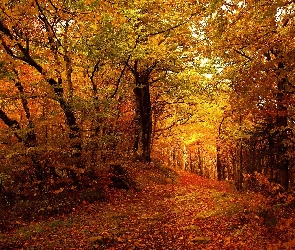 Jesień, Złota, Droga, Las, Drzewa, Liście