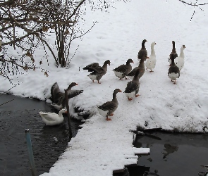 Stado, Zima, Staw, Śnieg, Gęsi