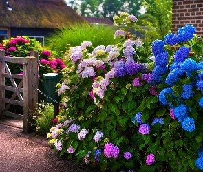 Dom, Hortensje, Kolorowe, Ogród