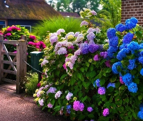 Hortensje, Kolorowe, Dom, Ogród