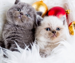 Bombki, Świąteczne, Kotki, Koty