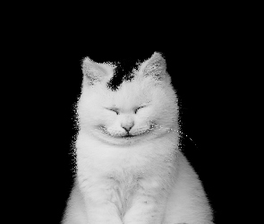Biało, Kot, Uśmiechnięty, Czarny