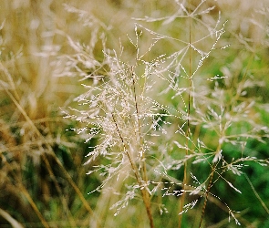 Trawka, Łąka