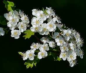 Gałąź, Owocowe, Drzewo, Kwiaty