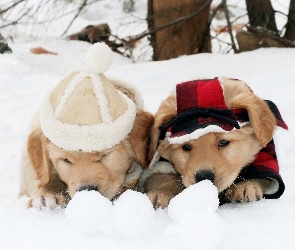 Śnieg, Golden Retriever, Szczeniaki, Psy, Zima