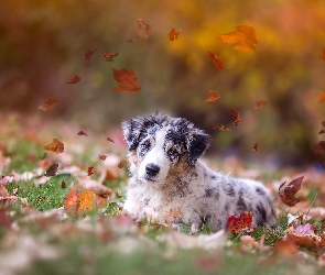 Pies, Jesień, Liście, Australijski, Spojrzenie, Jesienne, Owczarek