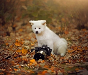 Szczeniaczek, Mały, Jesień, Liście, Aparat, Fotograficzny, Łąka