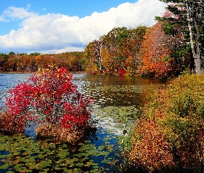 Lilie, Drzewa, Jesień, Jezioro
