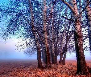 Drzewa, Jesień, Mgła, Poranna, Pola