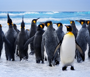 Rodzina, Zelandia, Morze, Nowa, Pingwinów