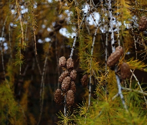 Szyszki, Drzewo, Jesień, Iglaste