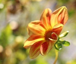 Dalia, Kwiat