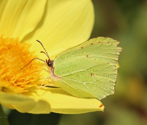 Motyl, Owad, Cytrynek