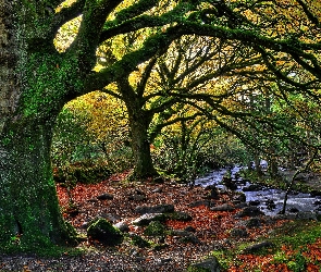 Irlandia, Park Narodowy Killarney, Kamienie, Rzeczka